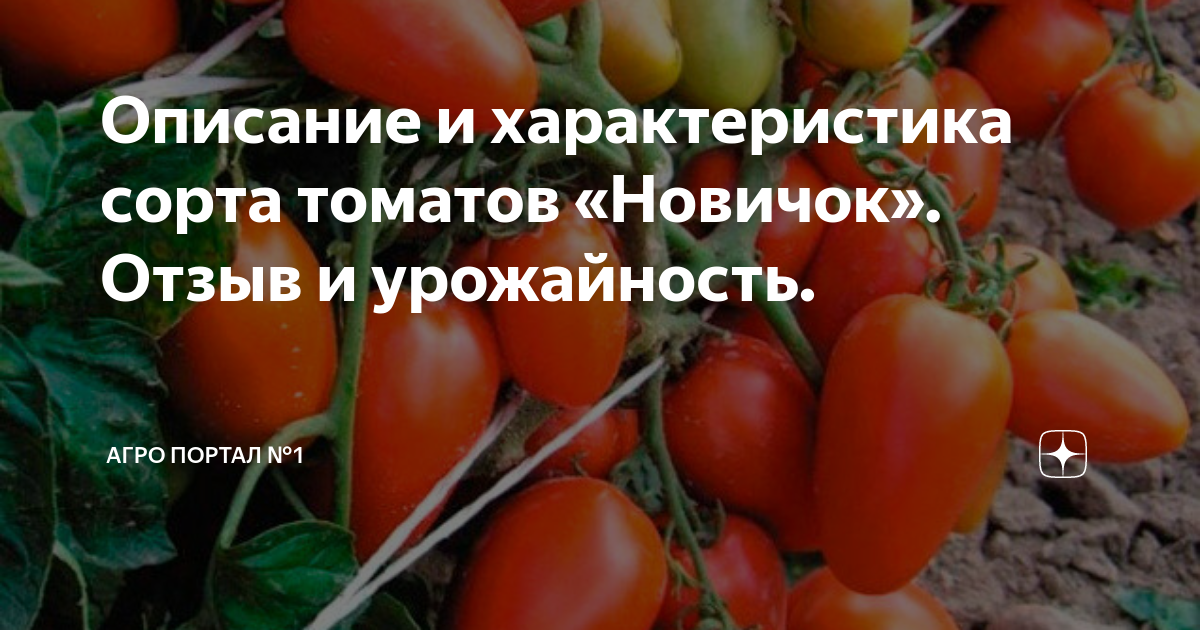 Томат Новичок: характеристика и описание сорта, урожайность, отзывы с фото