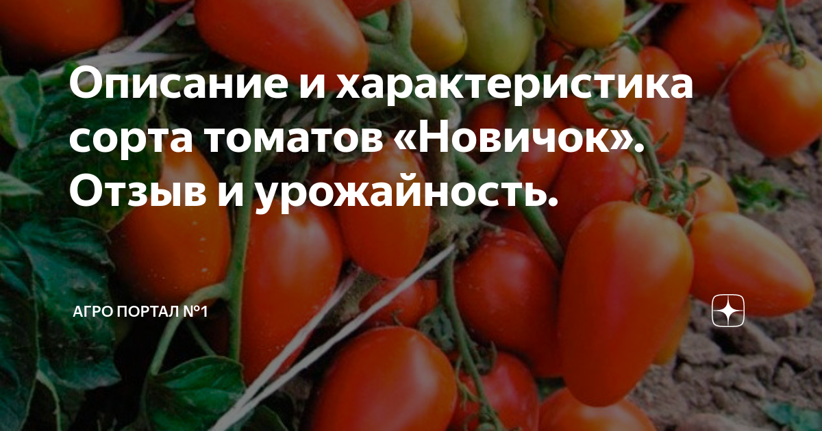 Томат новичок описание и отзывы урожайность характеристика. Томат новичок красный. Сорт томатов новичок. Новичок помидоры описание.