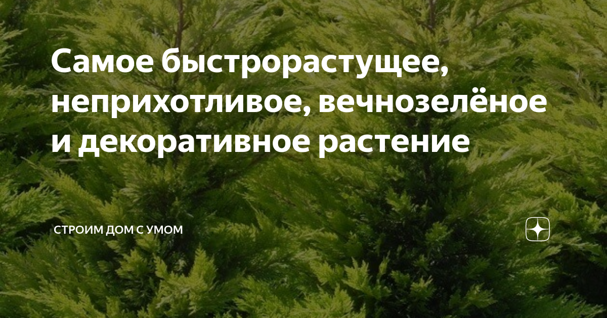Самое быстрорастущее, неприхотливое, вечнозелёное и декоративное ...