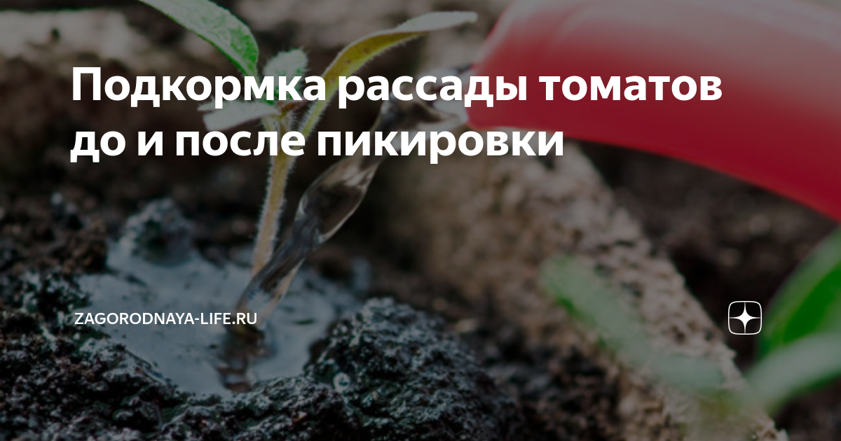 Полив рассады помидор йодом. Подкормка рассады томатов. Когда подкармливать рассаду томатов после пикировки. Когда подкармливать оз\\\.