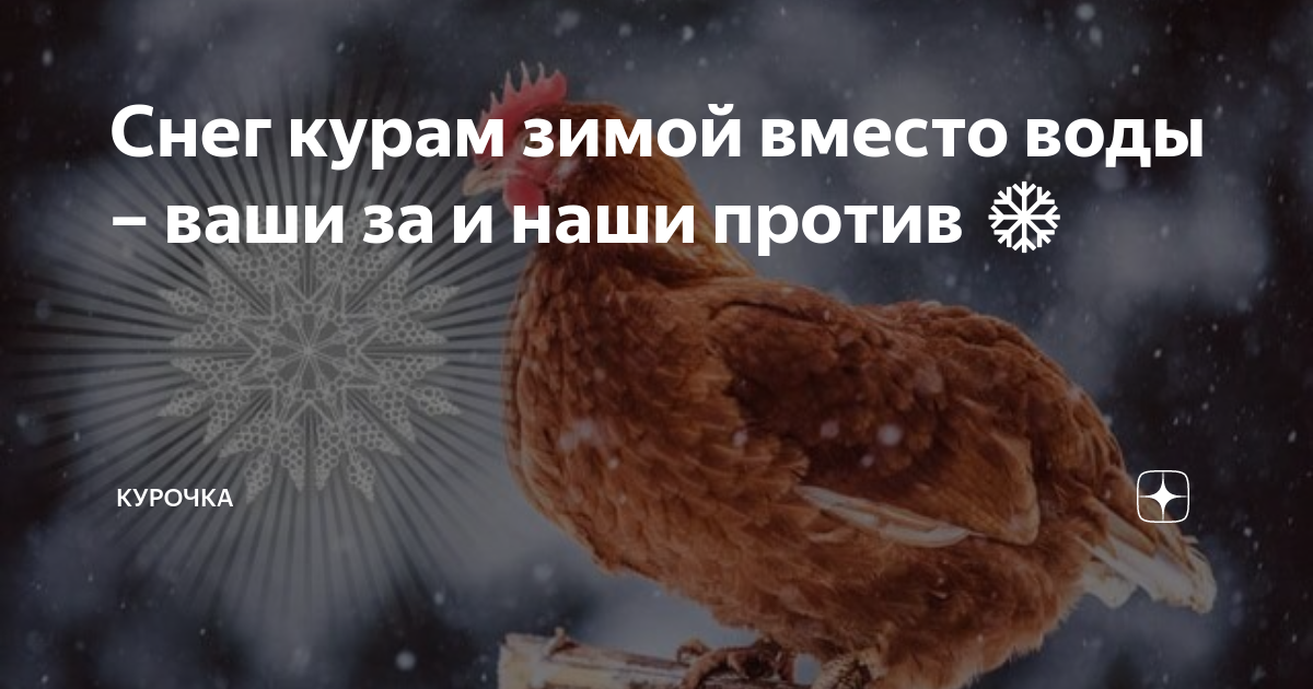 Можно ли давать курам снег зимой. Можно ли давать курам снег вместо воды. можно ли курам давать снег вместо воды зимой. снеговая курица. снег или вода для кур зимой.