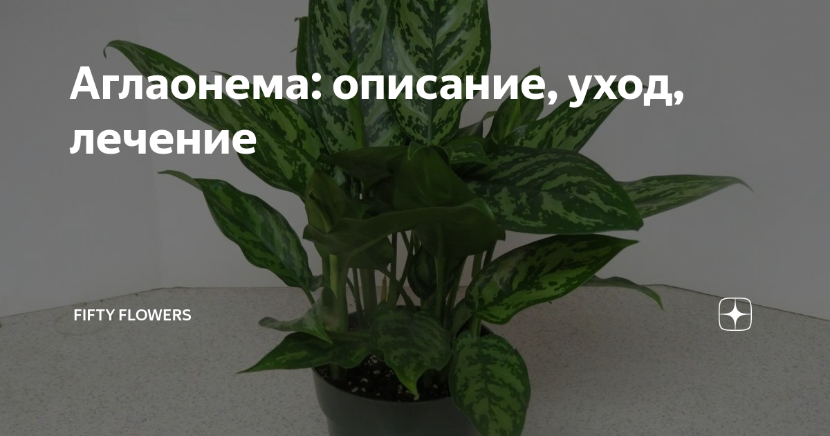 аглаонема желтеет что делать