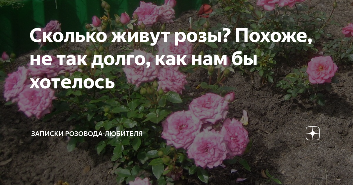 Вестник садовода розы с алексеем степановым. Сколько живут розы. Как долго живет роза?. Сколько живут розы после покупки. Роза сколько лет живет роза.