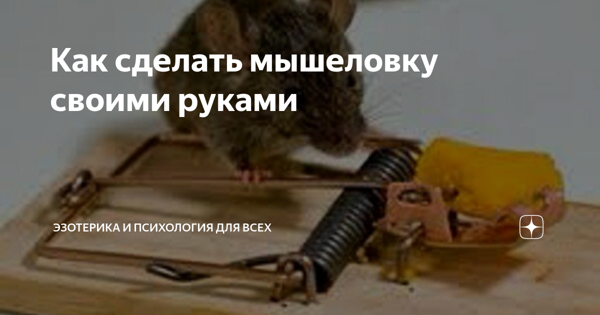 Мышеловка из пластиковой бутылки: 7 популярных видов