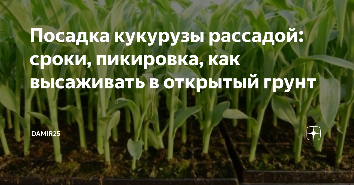 Посадка кукурузы на рассаду. Схема посадки кукурузы. Сроки посадки кукурузы. Высадка рассады кукурузы в открытый грунт.