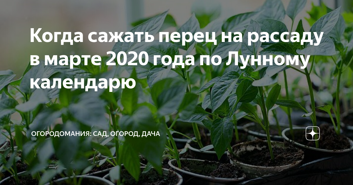 Можно сеять перец на рассаду в марте. Как садить перец на рассаду. Полезности для огородников. Когда поливать рассаду перца после всходов по лунному календарю. Полив рассады перца в домашних условиях как часто