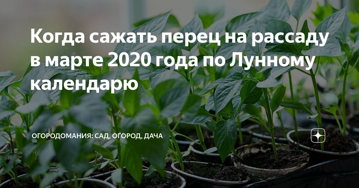 Как садить перец на рассаду. Как часто поливать рассаду перца. Как часто поливать рассаду перцев. Как ухаживать за перцем в после всходов.