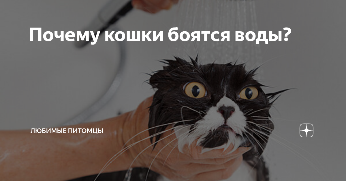 Почему кошки боятся фольги. Кого боятся кошки. почему кошки боятся фен.