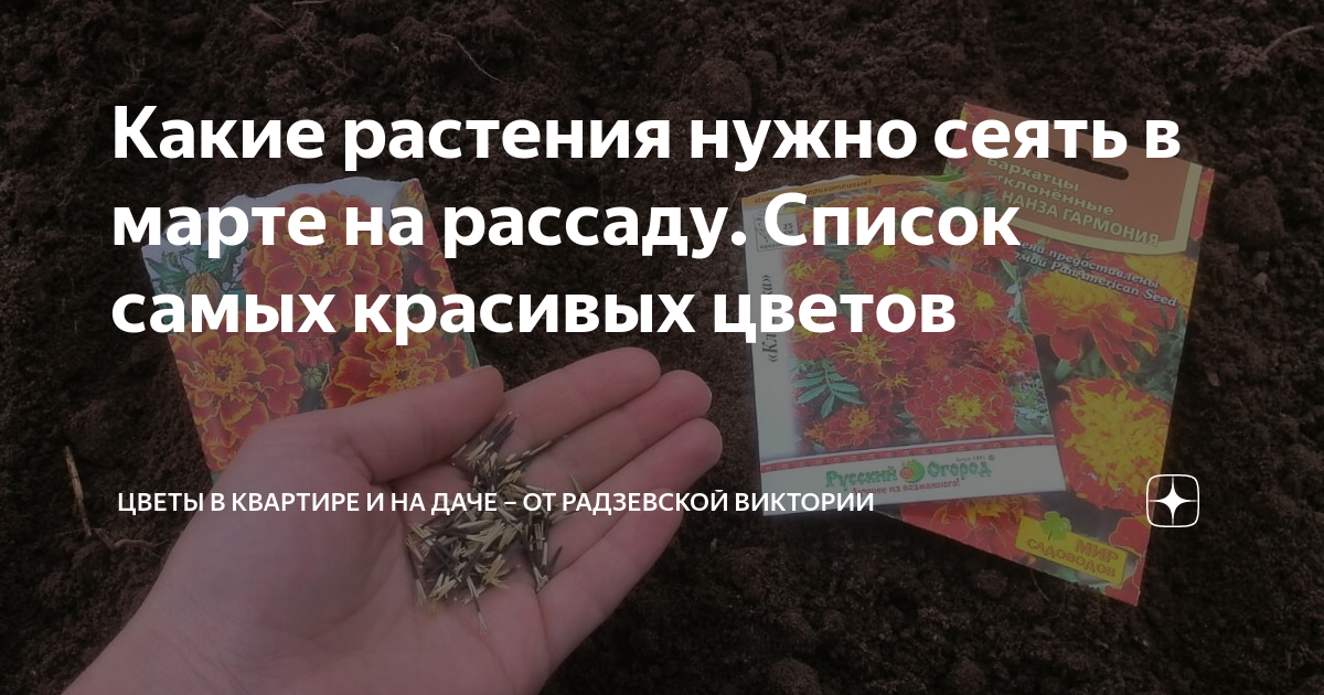 Какие растения нужно сеять в марте на рассаду. Список самых красивых ...