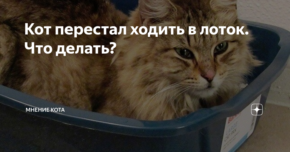 Почему котенок перестал ходить. Кот перестал проситься на улицу. Котёнок 3 месяца перестал ходить. Кот перестал есть что делать форум.