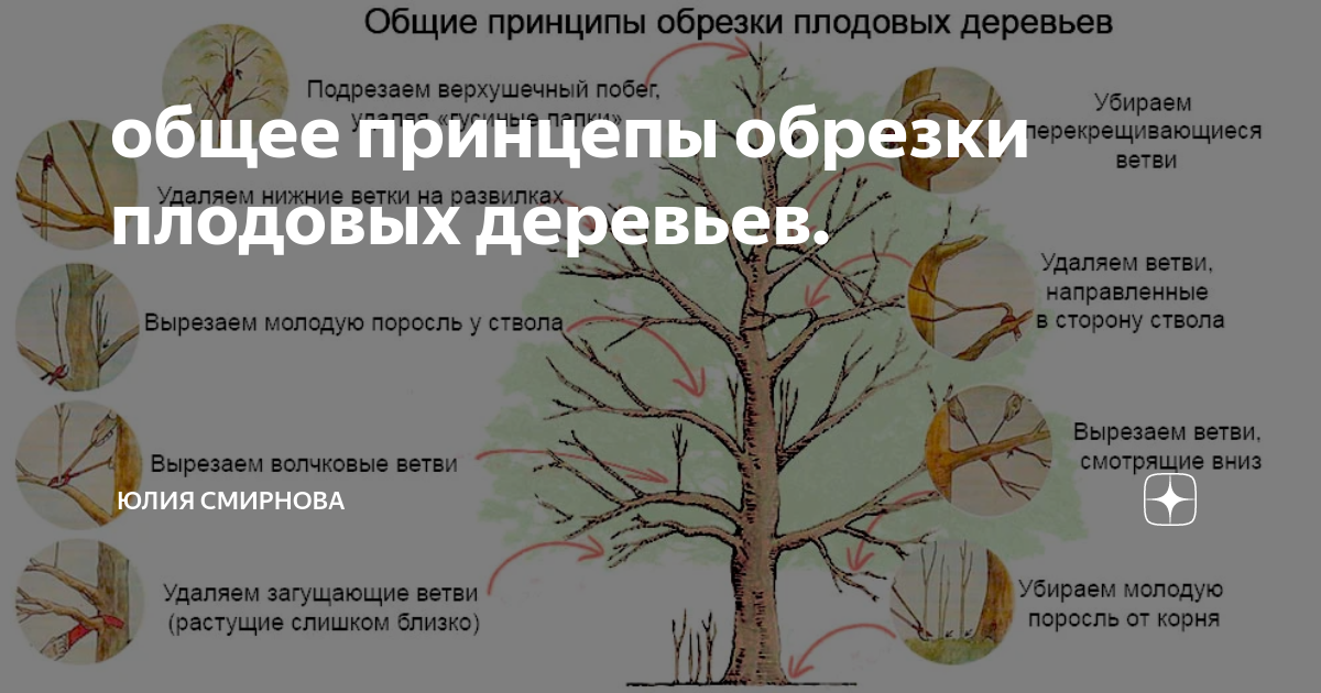 Нормы обрезки деревьев. Принципы обрезки плодовых деревьев. Принципы обрезки плодовых деревьев схема. Обрезка на плодоношение плодовых деревьев. Общие принципы обрезки плодовых деревьев весной