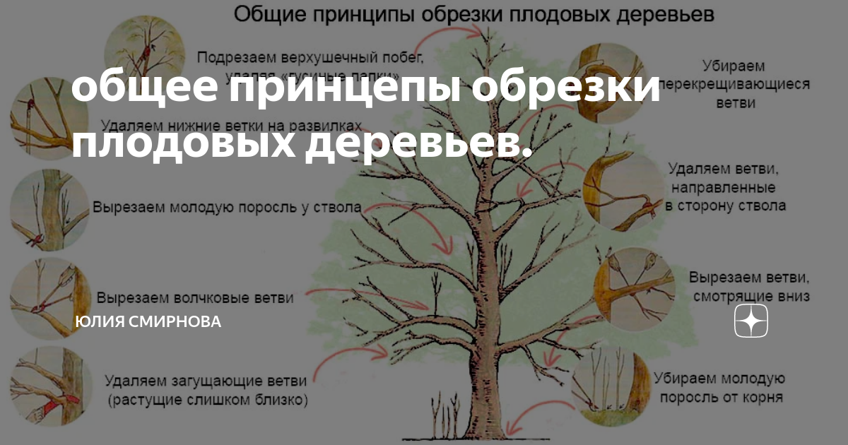 Сроки обрезки деревьев в подмосковье. Принципы обрезки плодовых деревьев. Принципы обрезки плодовых деревьев схема. Обрезка на плодоношение плодовых деревьев. Общие принципы обрезки плодовых деревьев весной.