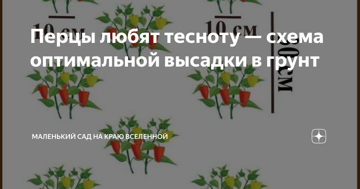 Перец подарок молдовы схема посадки
