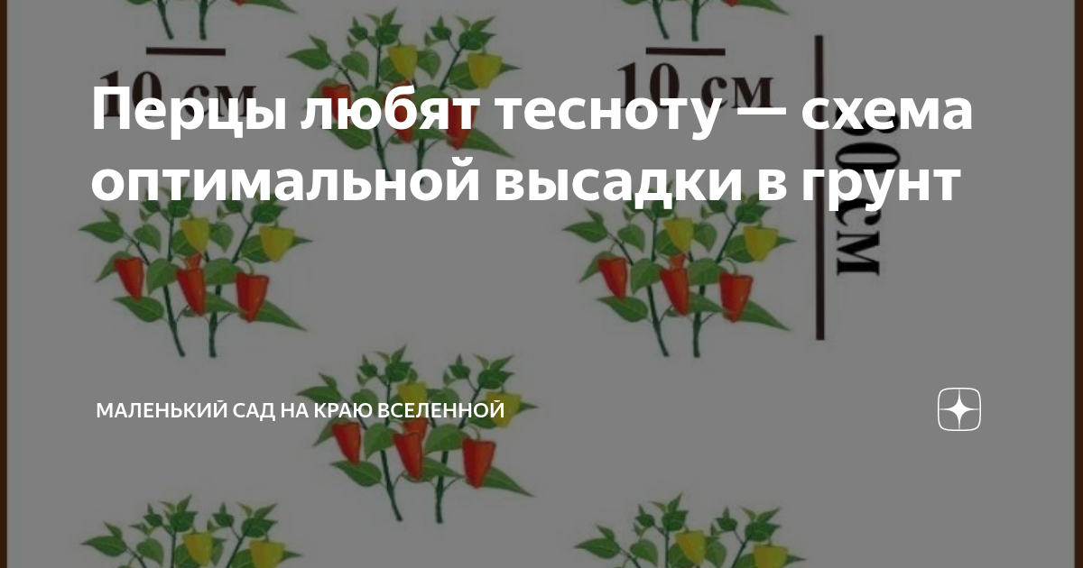 Схема посадки петрушки в открытом грунте расстояние между рядами и в ряду