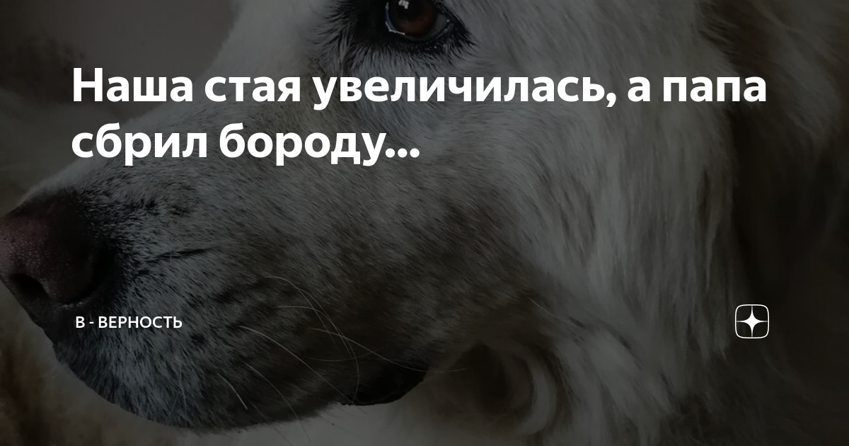верность дзен. верность она в голове она не подвластна. цитаты про верность. кого мы кормим каждый день теми и становимся. дзен рассказы о жизни и любви истории.