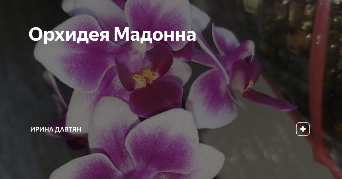 P. OX Madonna ES ЦВЕТУТ Passiflora.ru - Сервис коллективных заказов