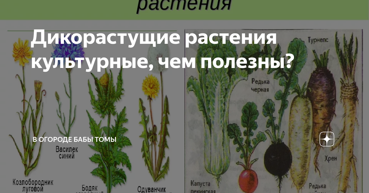 Картинки КНИГИ СЪЕДОБНЫЕ РАСТЕНИЯ