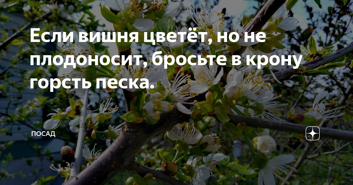 Вишня почему любовь не вышел. Вишня цветет но не плодоносит причины. Почему не плодоносит вишня что делать. Вишня сильно цвела но не плодоносила. Черешня цветет но не плодоносит.