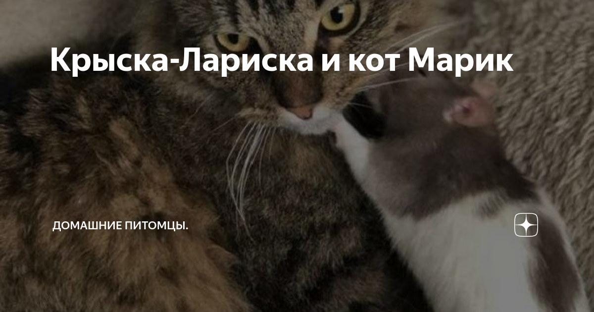 Крыска-Лариска и кот Марик | Домашние питомцы. | Дзен