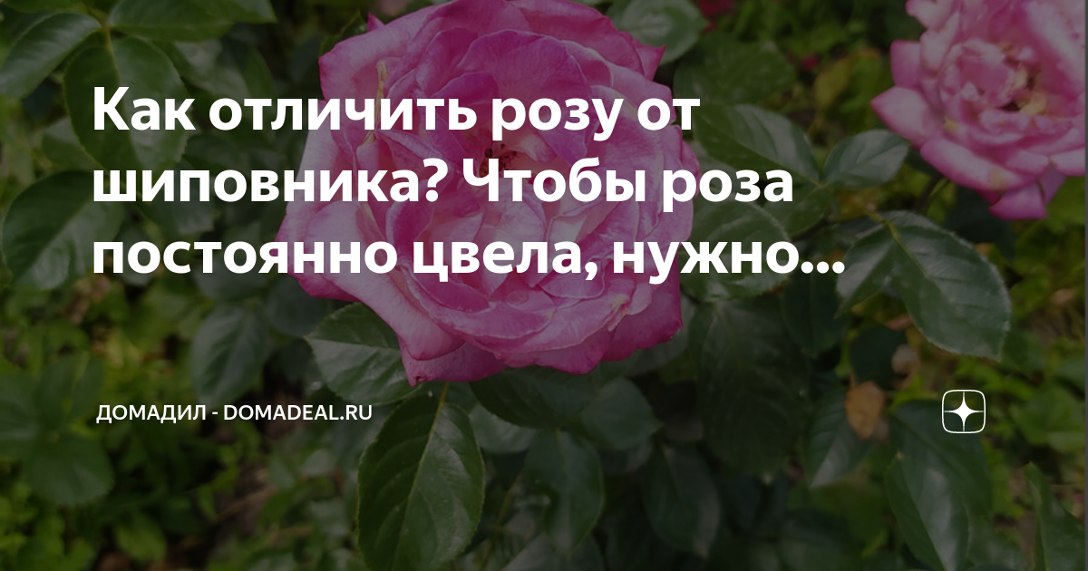 Как отличить розовый. Отличие розы от шиповника. Как отличить розу от шиповника по листьям. Как отличить розу от шиповника по листьям и побегам фото.