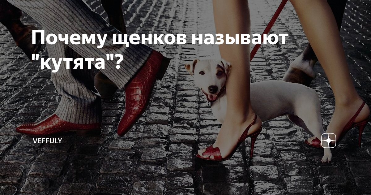 Почему щенков называют "кутята"? | Veffuly | Дзен