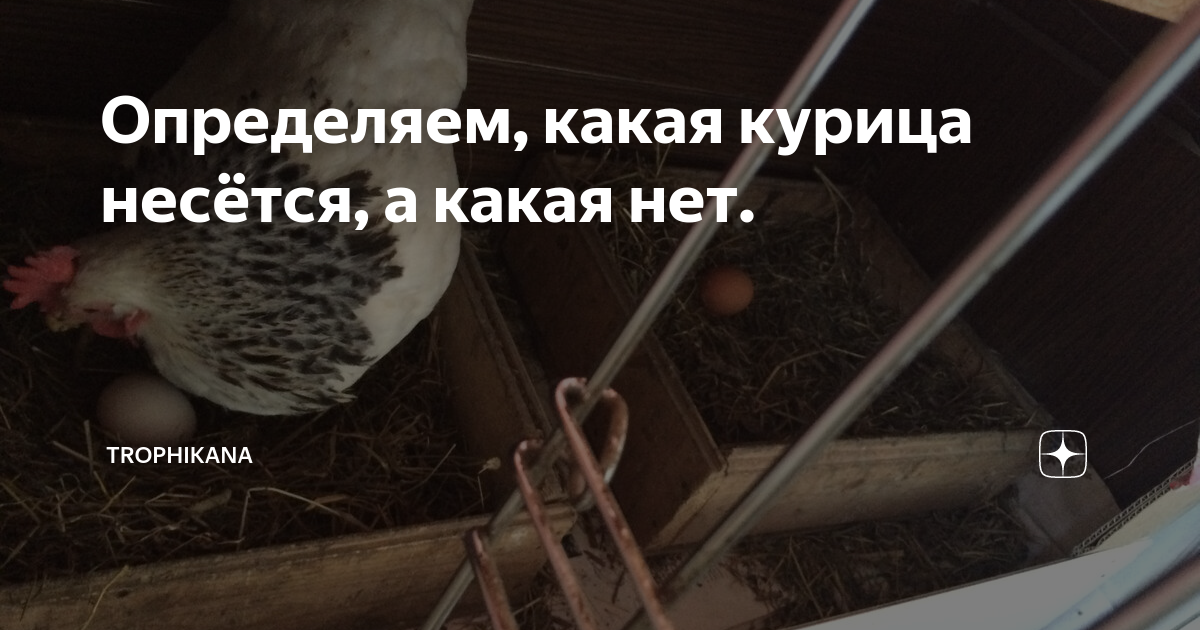 Отличие петуха от курицы в 4 месяца. Как определить какой возраст у курицы. Оплодотворяет ли петух курицу. Как определить что курица несется. Как узнать какая курица несет.