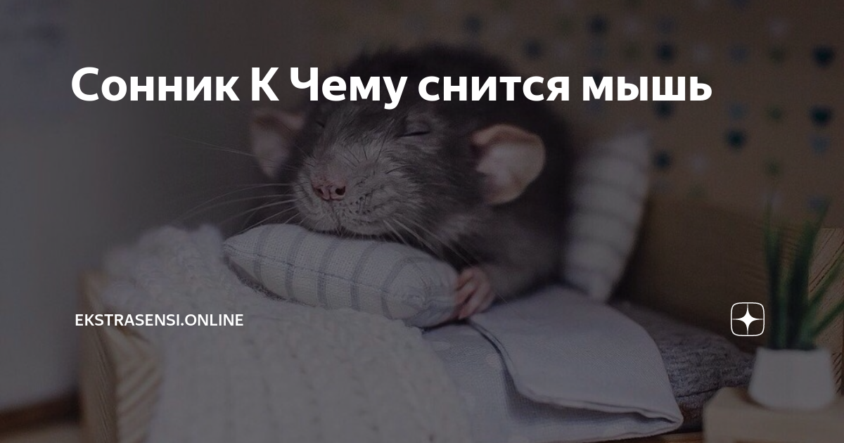 Сонник Крыса 😴 приснилась, к чему снится Крыса во сне видеть?