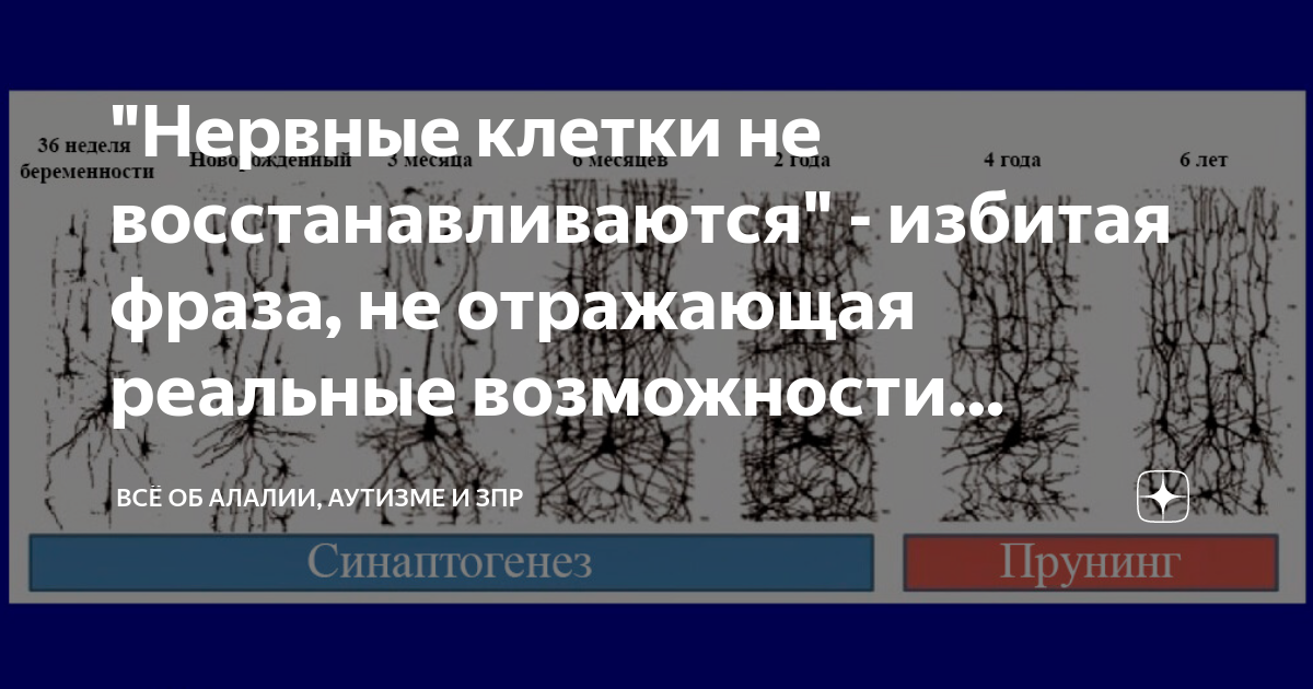 Клетки мозга восстанавливаются. Нервные клетки восстанавливаются. Правда ли что нервные клетки не восстанавливаются. Сколько восстанавливаются нервные клетки. Нервные клетки цитаты.