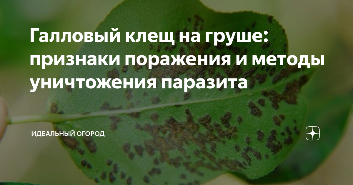 Галловый клещ на груше: признаки поражения и методы уничтожения ...
