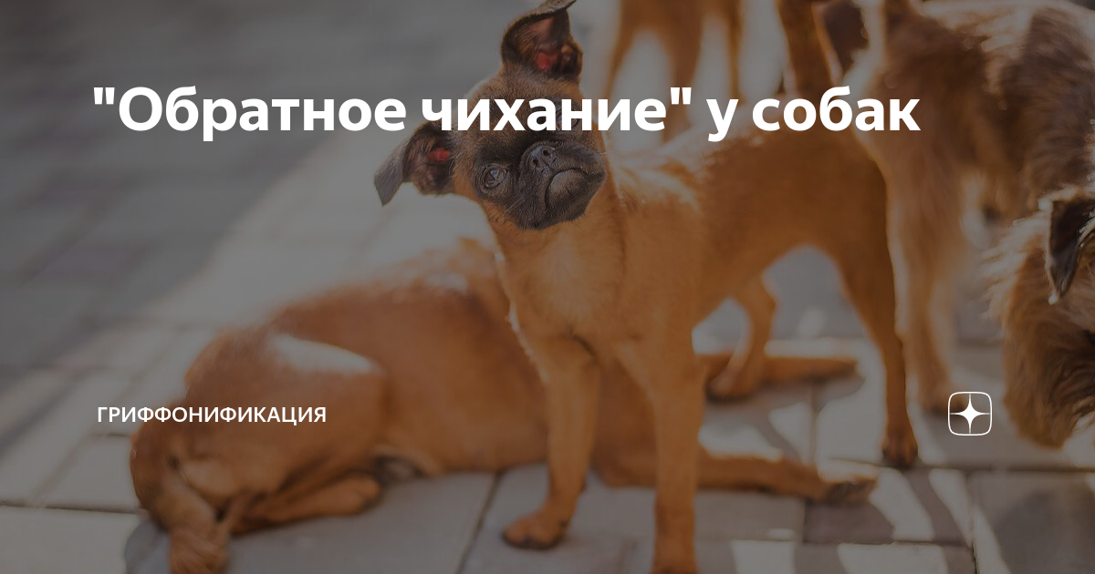Как выглядит обратное чихание у собак