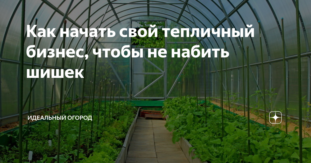 Выращивание салата в теплице зимой на продажу – основы начала бизнеса