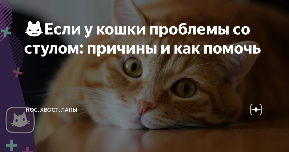 у кошки болит живот что дать
