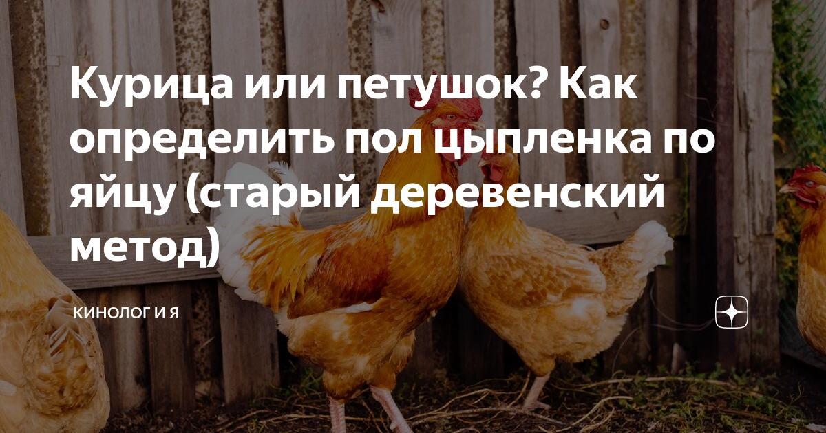 Стадия развития куриного инкубационного яйца. Как определить пол цыпленка по яйцу. Строение курицы несушки выход яйца. Яйцо цыпленок. Процесс несения яиц курицей.