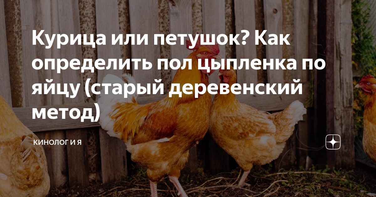 Как различить пол цыплят. Цыпленок петух или курица. Определить пол птенца курицы.