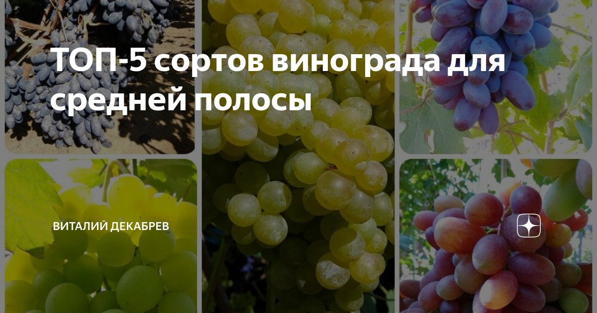 сорт винограда индиана. сорт винограда монарх. виноград морозостойкий неукрывной. лучшие сорта винограда для средней полосы. винный сорт винограда 194213.