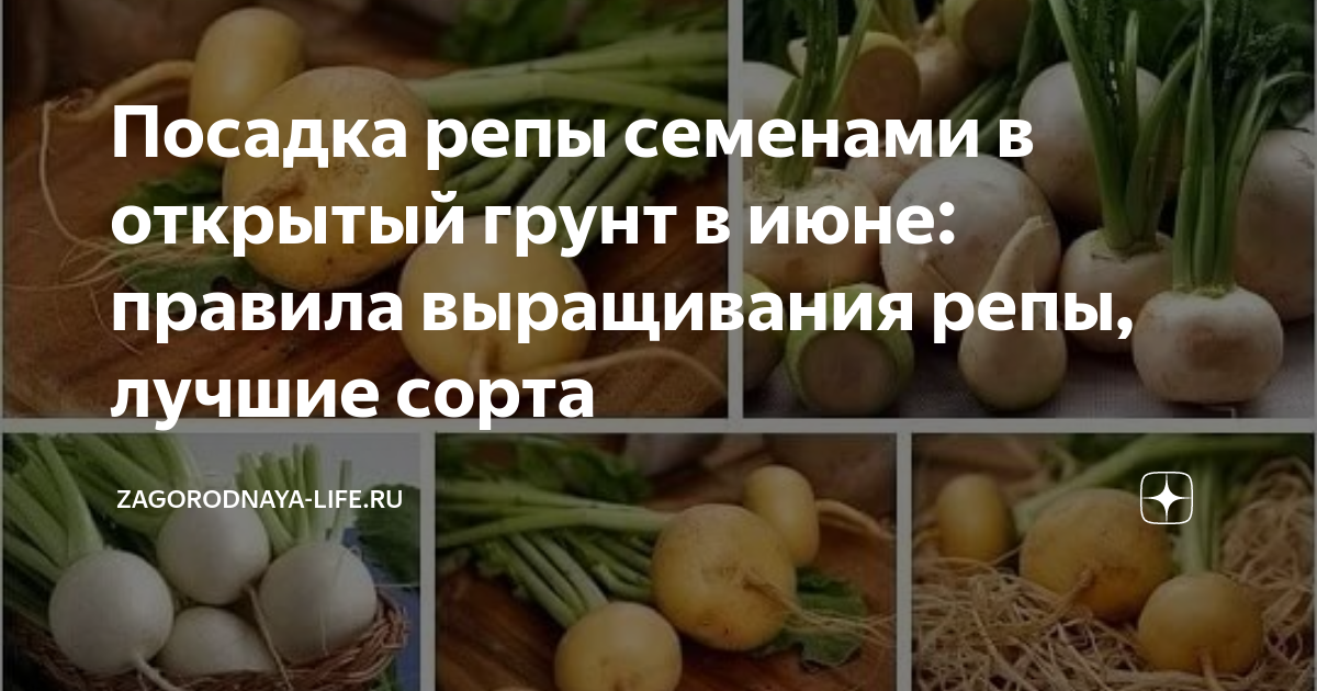 Преимущества гибридных сортов репы