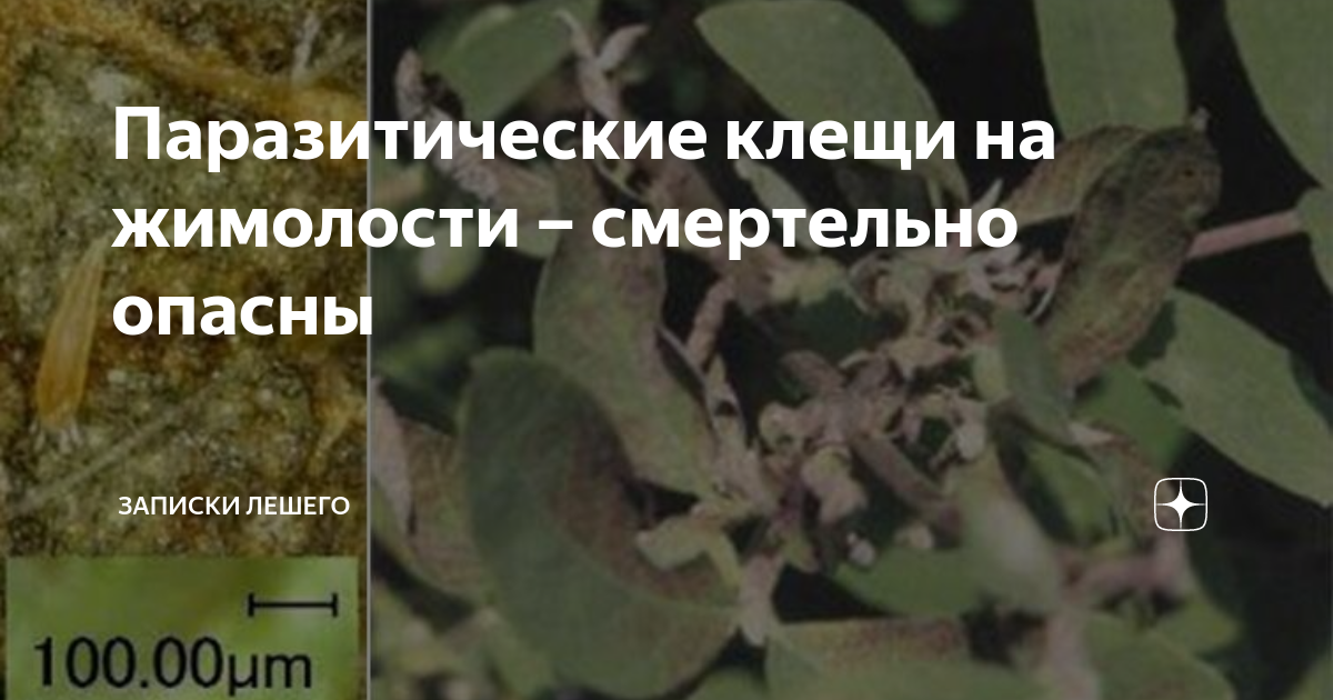 Щитовка на жимолости. Паутинный клещ на жимолости. Паутинный клещ на томатах. Паутинный клещ паутина. Паутинный клещ на жимолости.