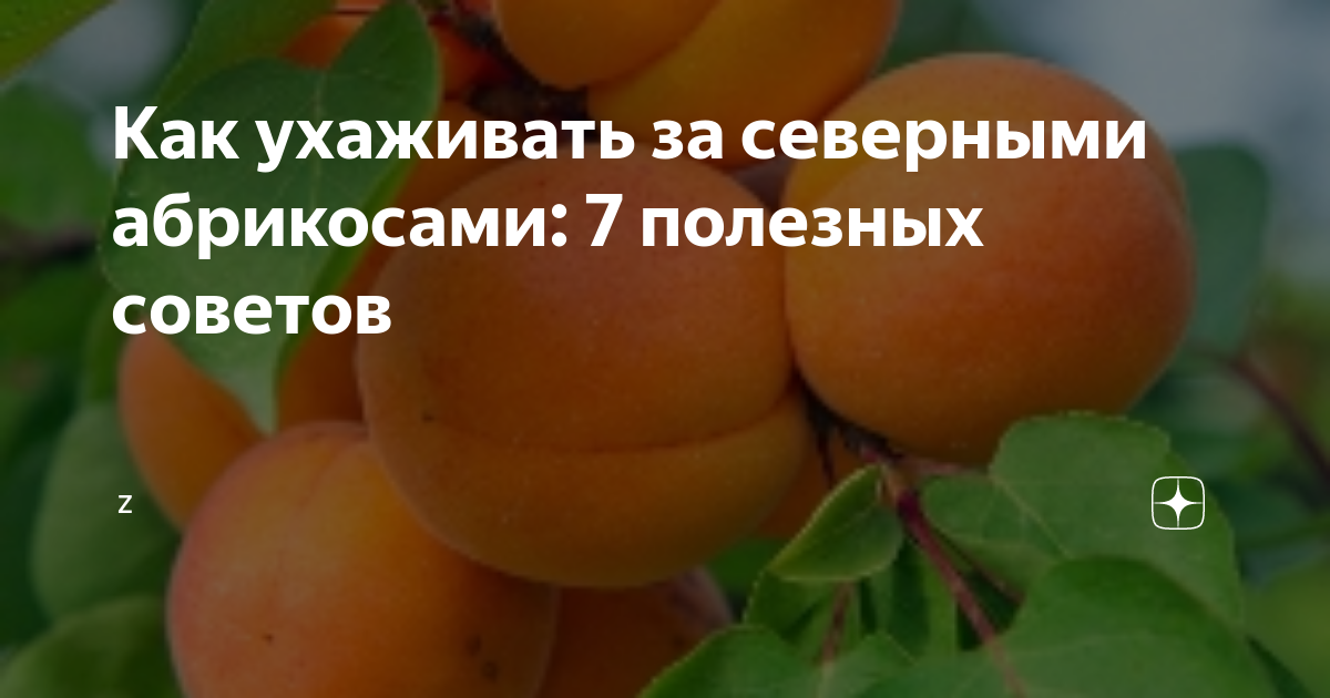 Составление удобрений для северных абрикосов