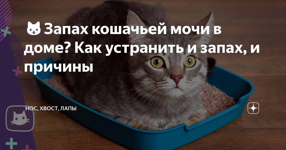 Моча кота не пахнет
