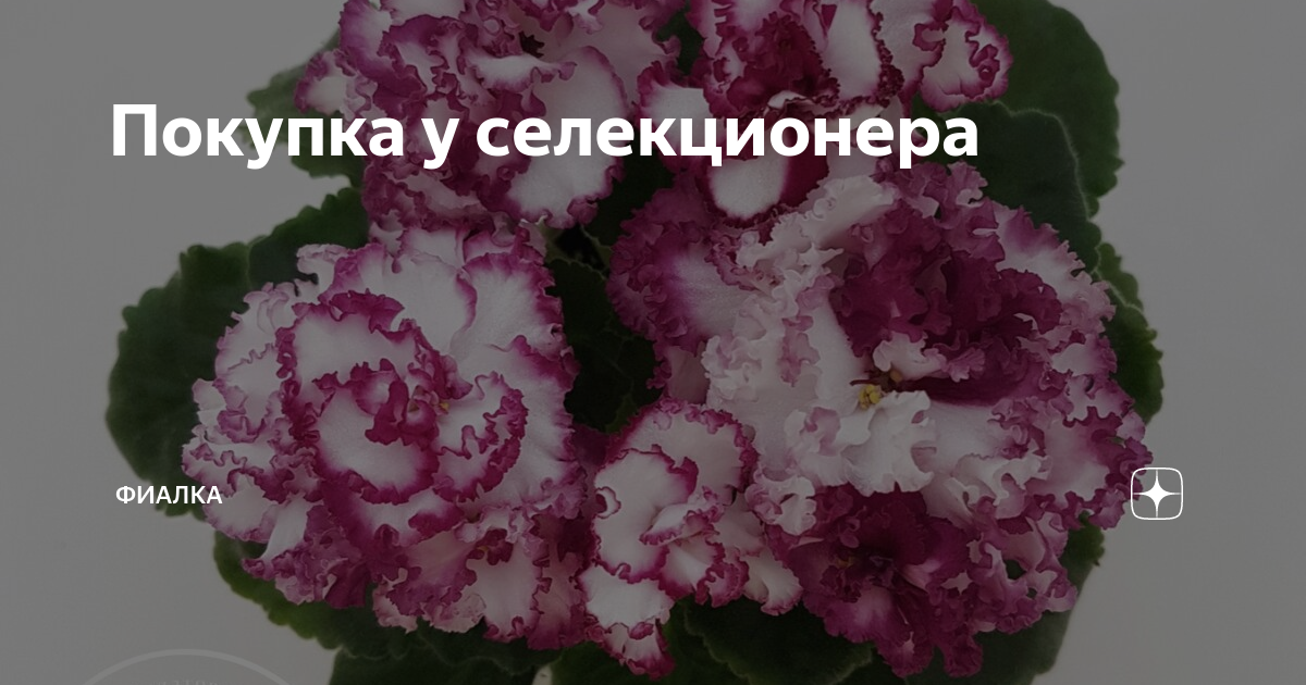 Фиалка дзен канал. Селекция фиалок таблица признаков. Приставки селекционеров у фиалок. Фиалки купить в СПБ У селекционеров.