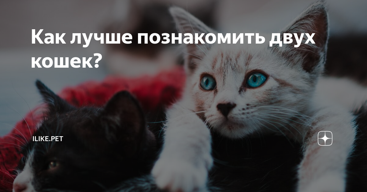 два кота в одной квартире. как познакомить двух кошек. как познакомить двух кошек. кошачья дружба. кот дерется.