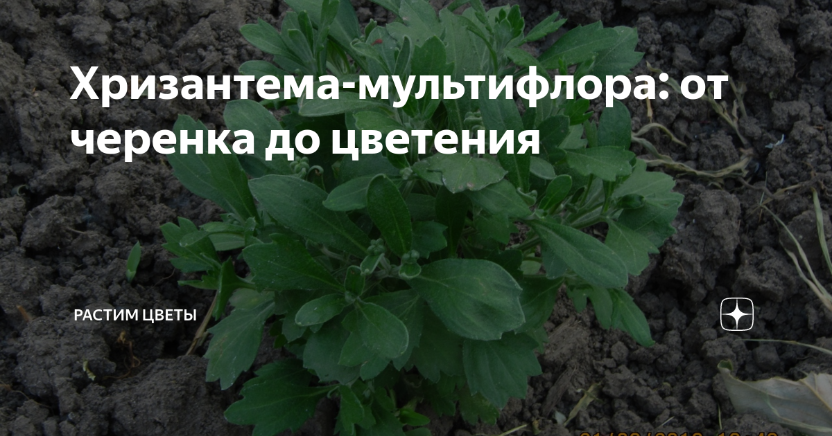 Хризантема-мультифлора: от черенка до цветения | Растим цветы, плоды и ...