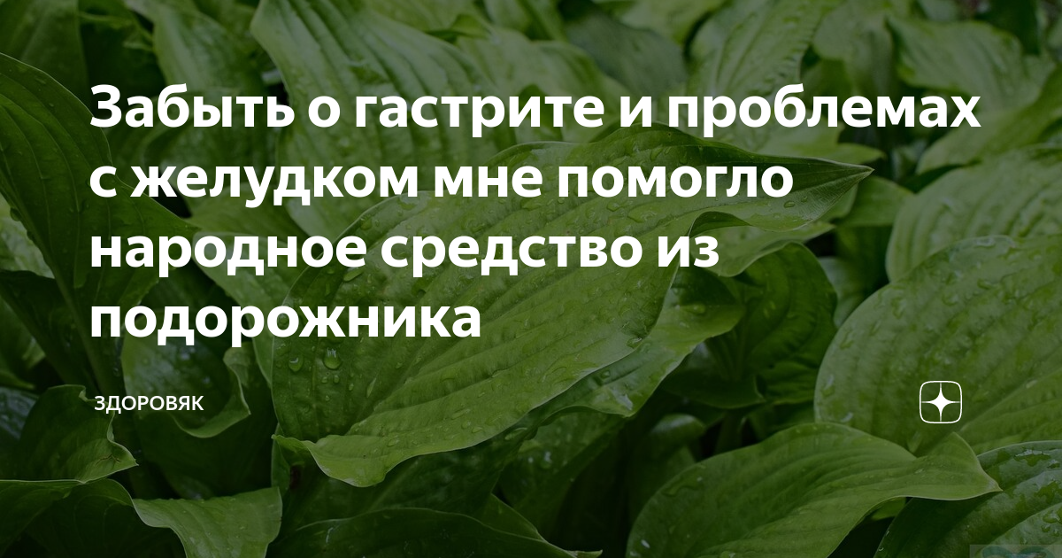 Подорожник при гастрите желудка. Девушка с подорожником. Подорожник при гастрите с пониженной кислотностью. Подорожник для жёлудка с повышенной кислотностью.