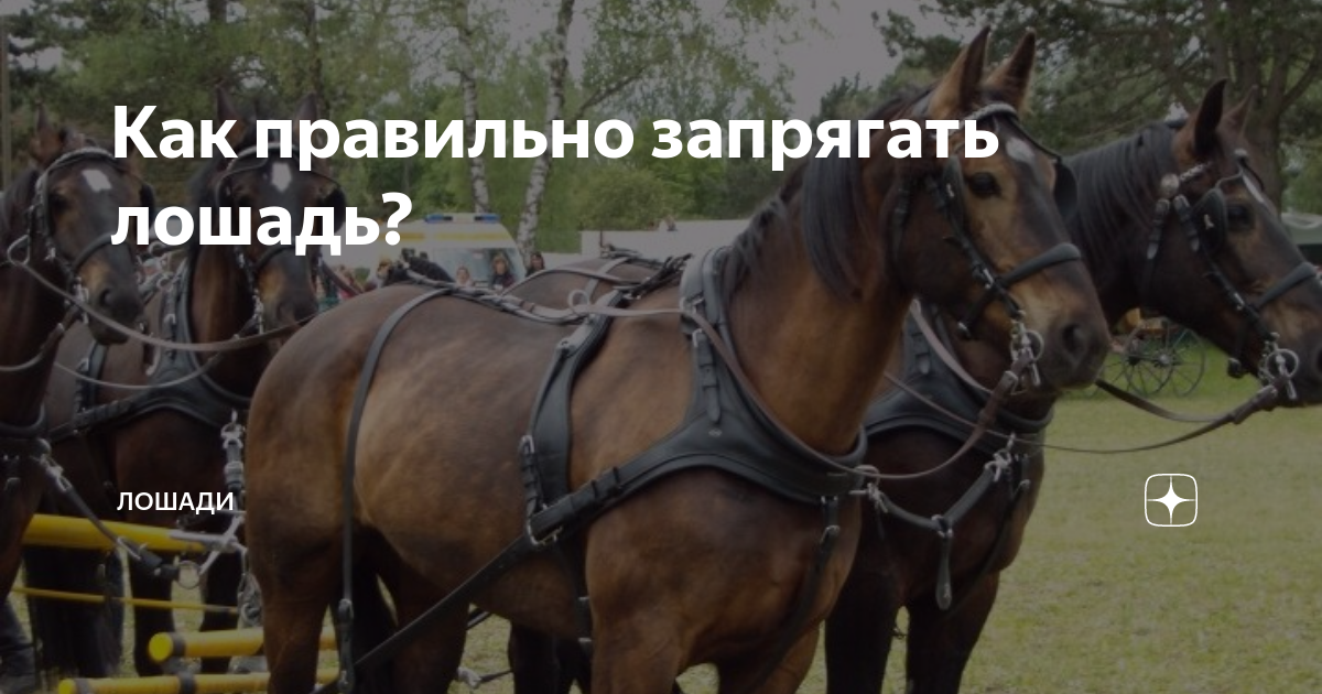 Как правильно запрягать лошадь? | ЛОШАДИ | Дзен