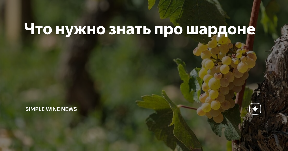 Что нужно знать про шардоне | ПРОСТО О ВИНЕ | Дзен