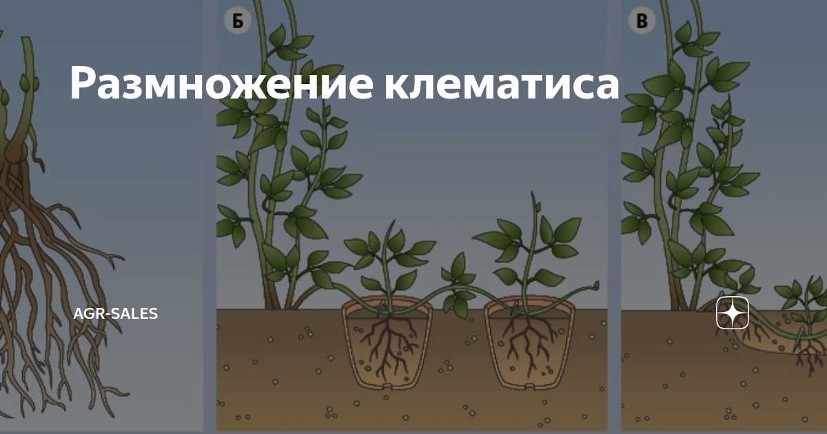 Размножение клематиса отводком. Черенковать клематис. Клематис черенками размножить. Клематис черенкование. Отросток клематиса