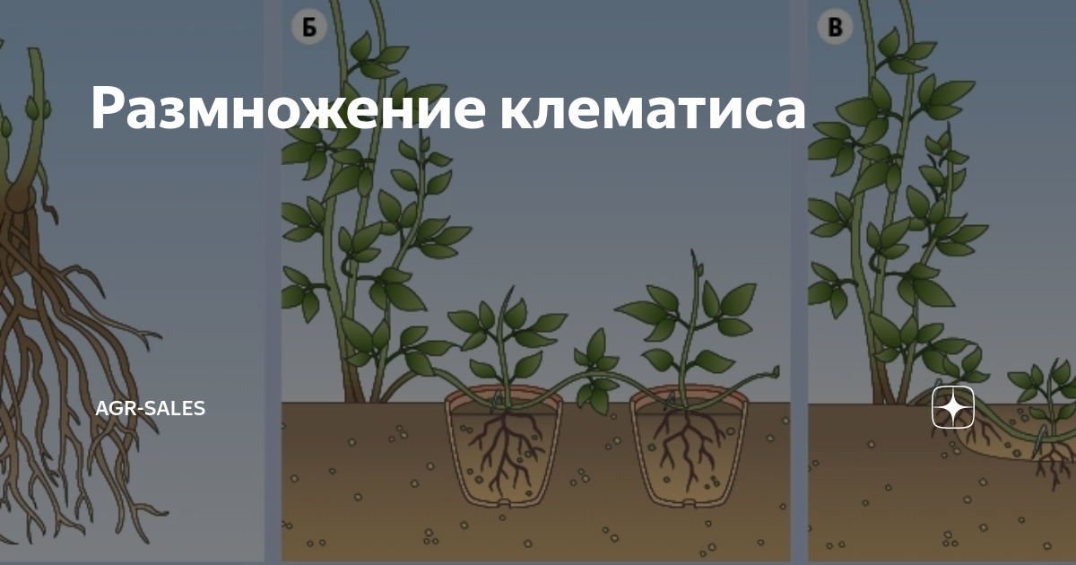 Как размножить клематис: 7 лучших способов для успешного разведения