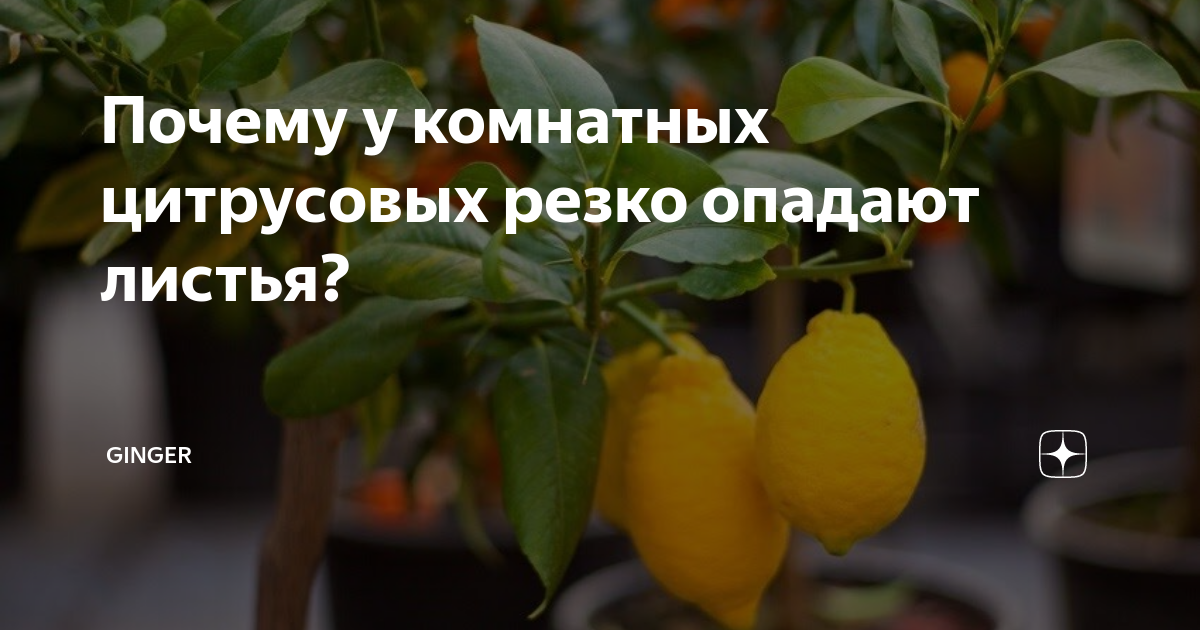 Почему у комнатных цитрусовых резко опадают листья? | GINGER | Дзен