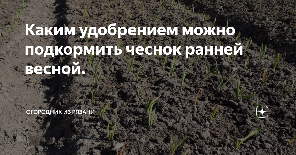 подкормка чеснока ранней весной. подкормка чеснока ранней весной. чеснок весной. подкормка чеснока ранней весной. подкормка чеснока весной.