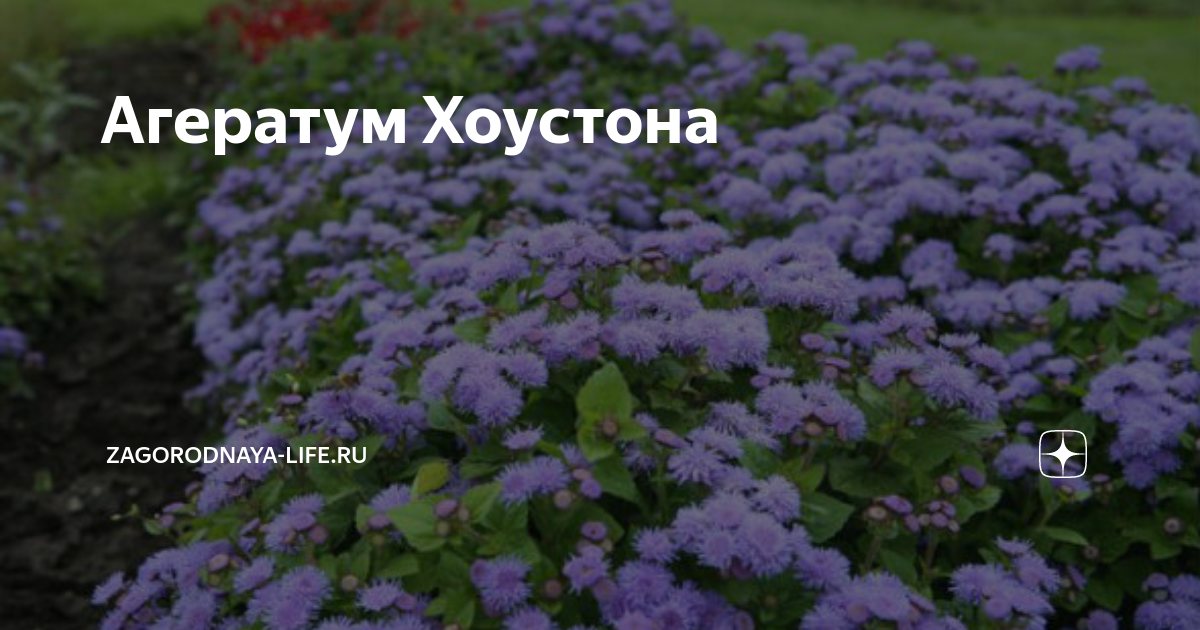 Агератум Хоустона | zagorodnaya-life.ru | Дзен